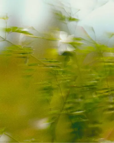 Fleurs et nature illustrant l'axe Patrimoine vivant & Innovant de la Fondation Université Côte d'Azur